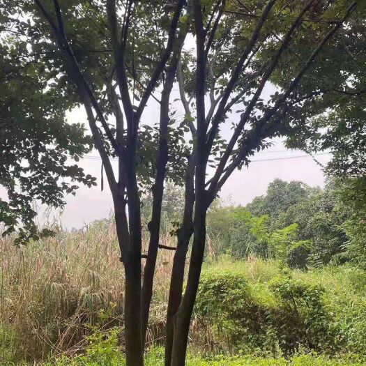 南京丛生榉树价格，  丛生榉树30-50公分