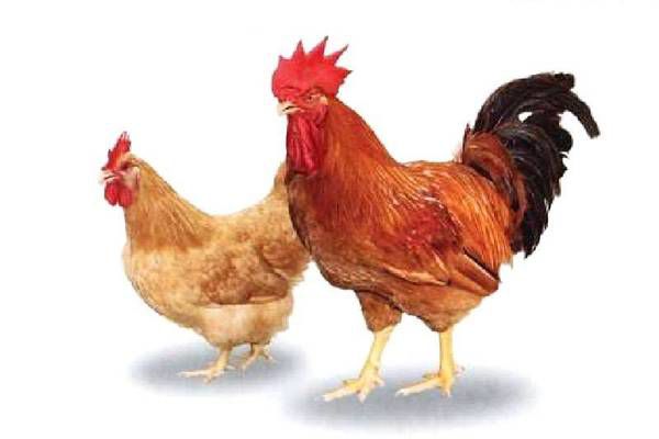  快大黄鸡苗，快大型肉鸡苗，（90天公8斤母6斤），质量保证