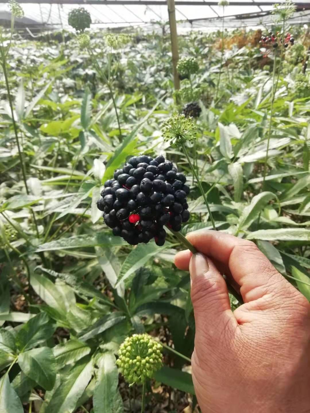 竹节参块茎