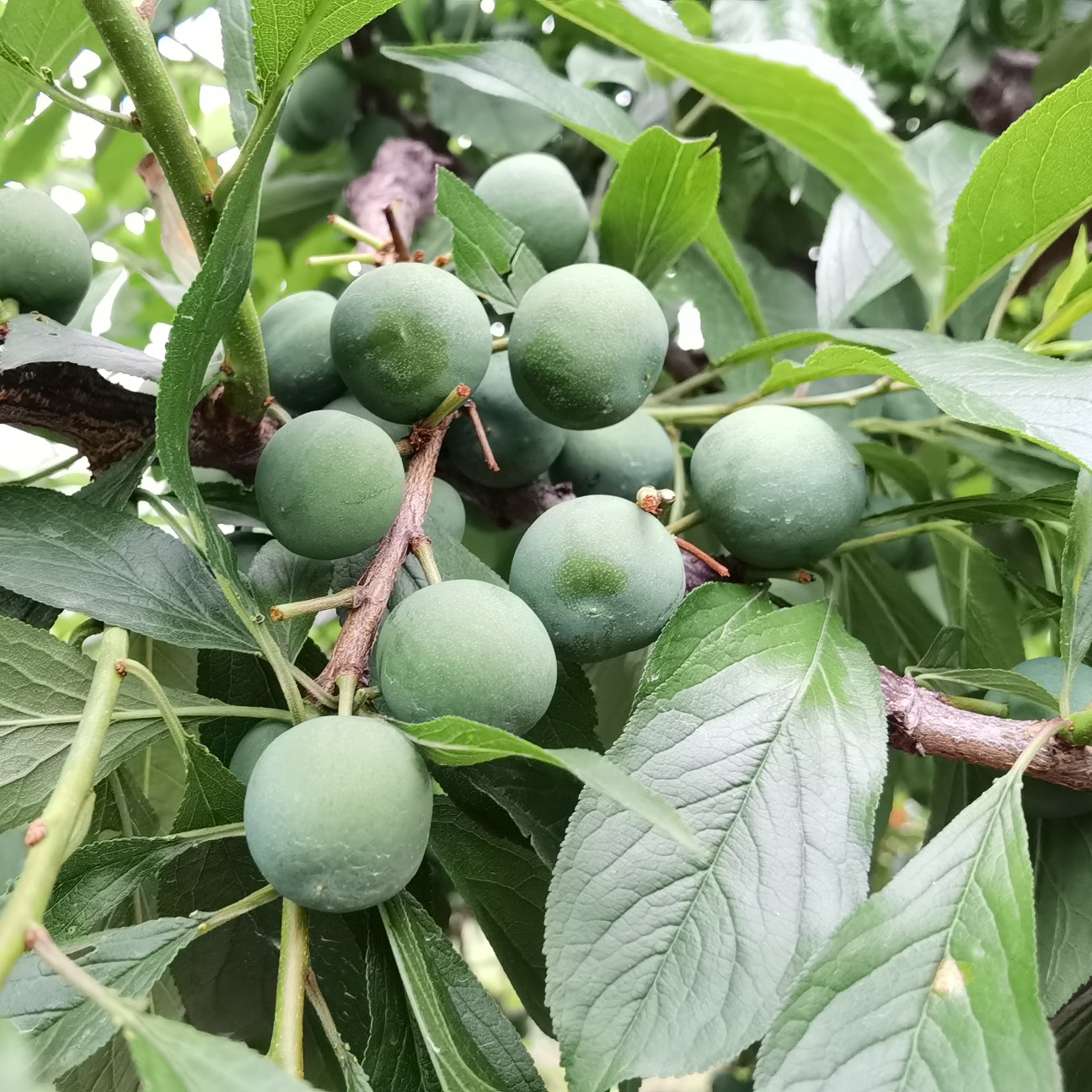 脱骨李 青红脆李，阿坝州茂县货，供应量在50万斤左右诚邀各地老板合作