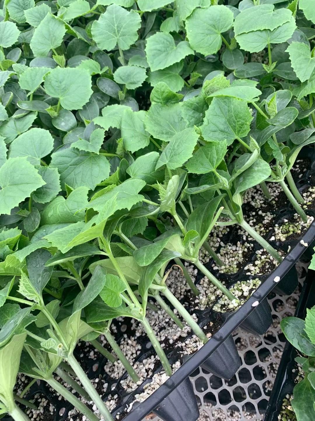 黄瓜种苗  嫁接黄瓜苗 强雌油亮 绿瓤高产 短把密刺 抗病性