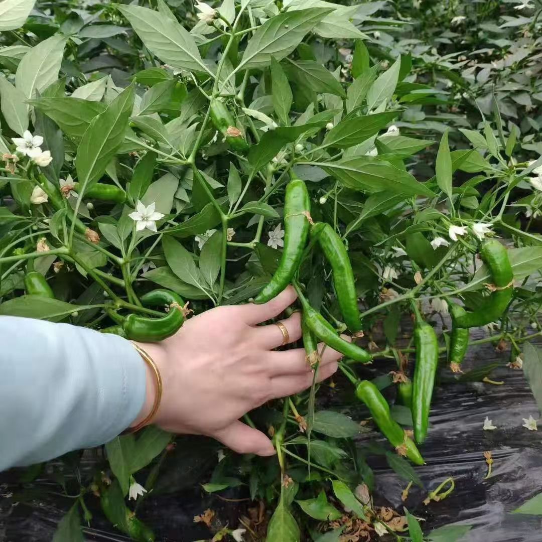 樟树港辣椒，樟树特产，湖南特产，生态椒，精品椒
