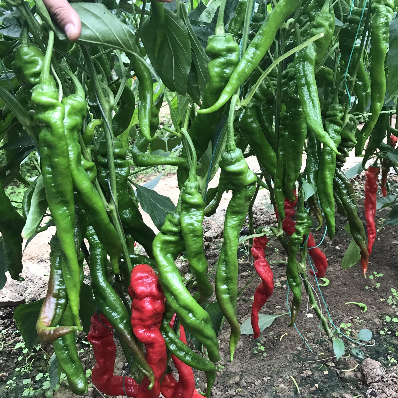 螺丝辣椒苗  螺丝椒苗 陇椒苗 大果高产 抗病强易管理  提