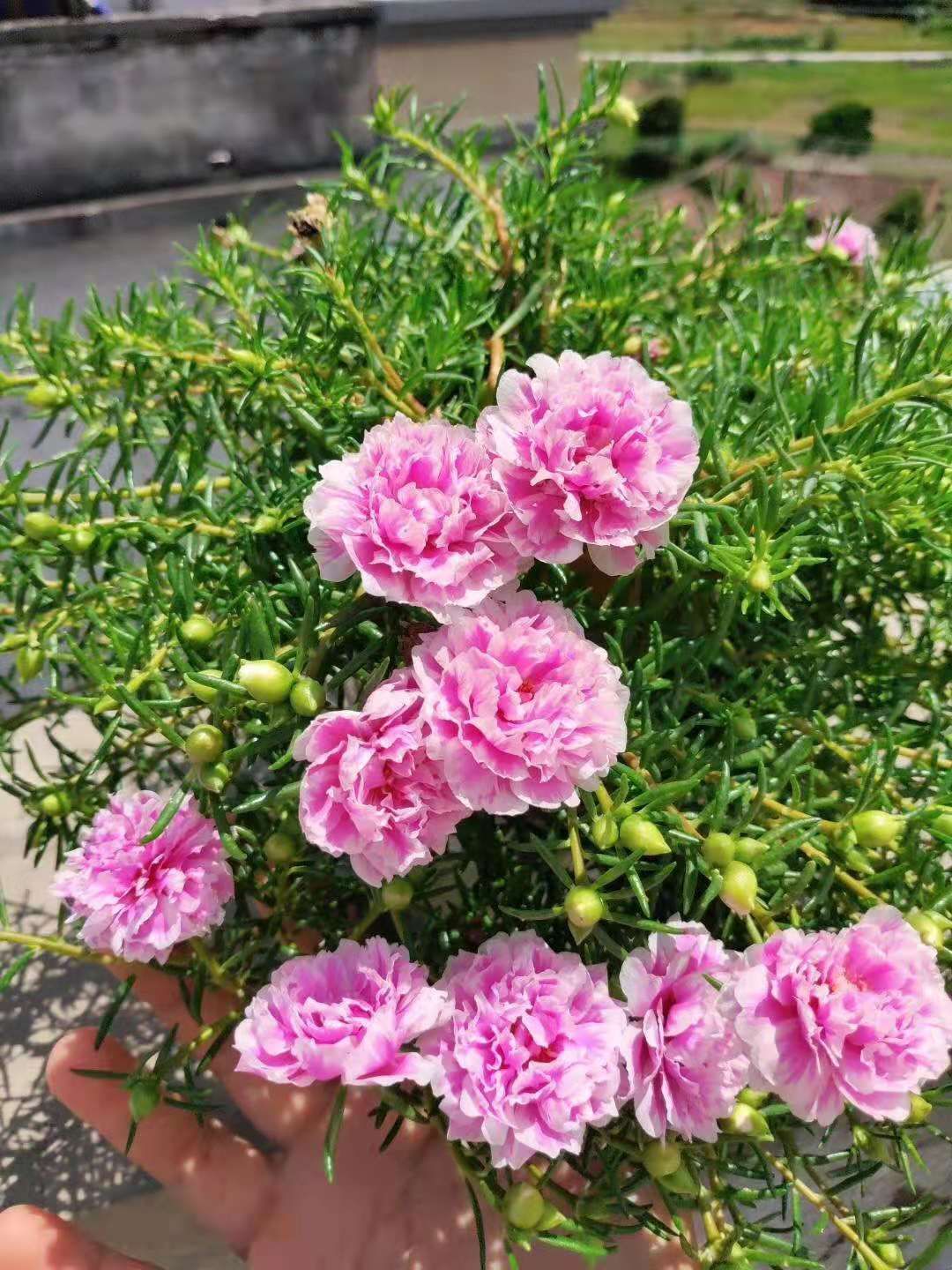 太阳花锦 种植基地直发接批发零售，常年供应，25个混色太阳花