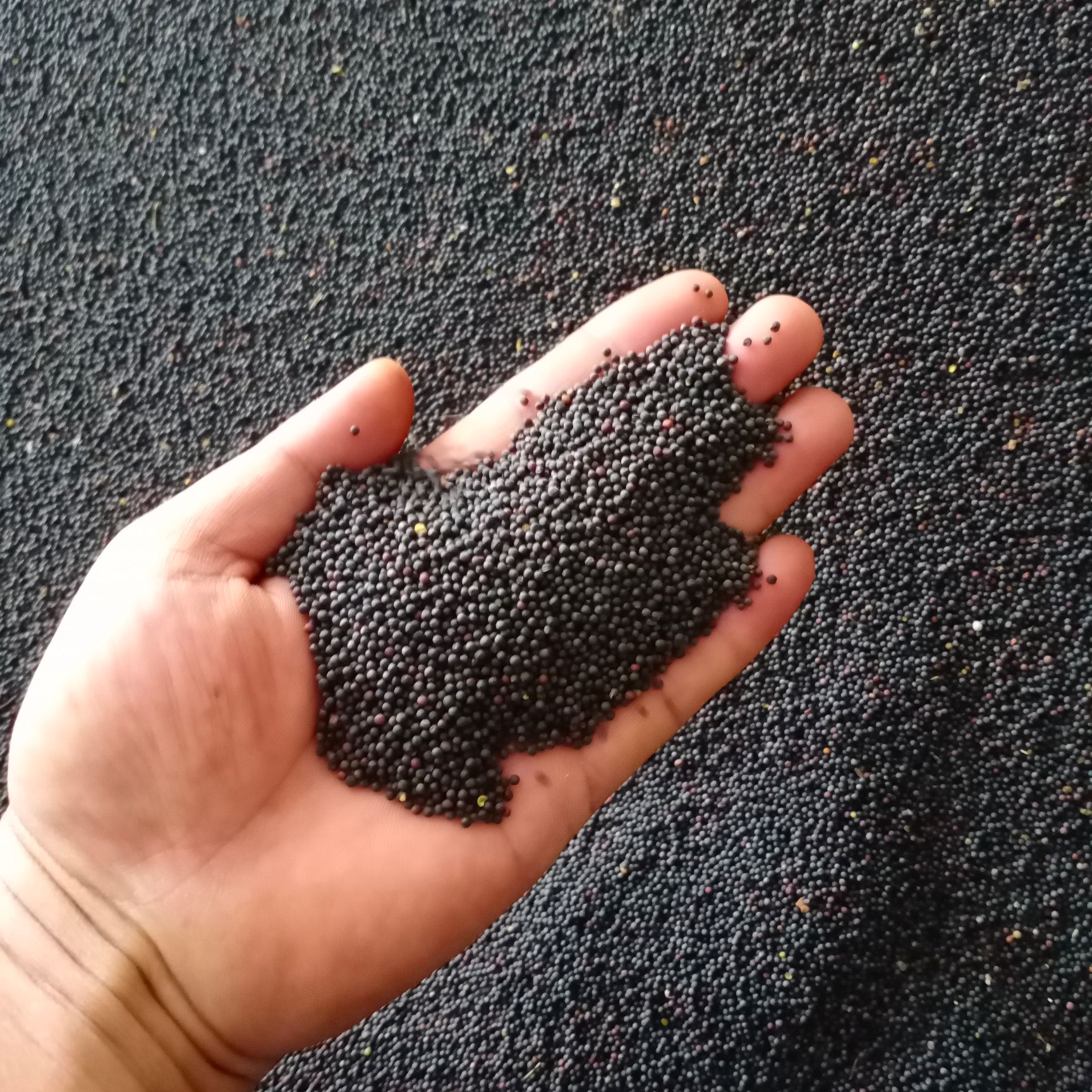 大量供应云南罗平油菜籽，出油35，芥酸30，油色纯正。