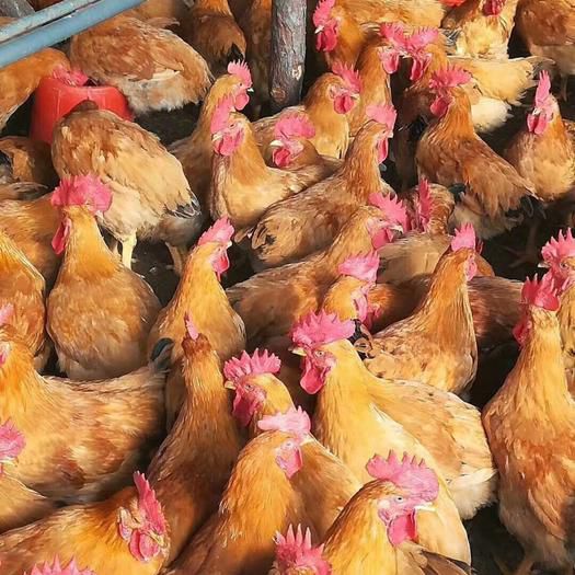  快大黄鸡苗，快大型肉鸡苗，（90天公8斤母6斤），质量保证