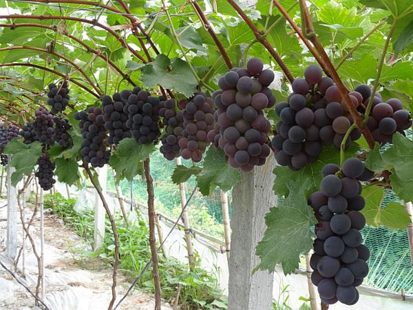【产地直发】辽南葡萄基地大量巨峰葡萄以上市！粒大口甜！