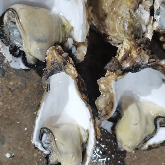 北海三倍体生蚝  黄金三倍体