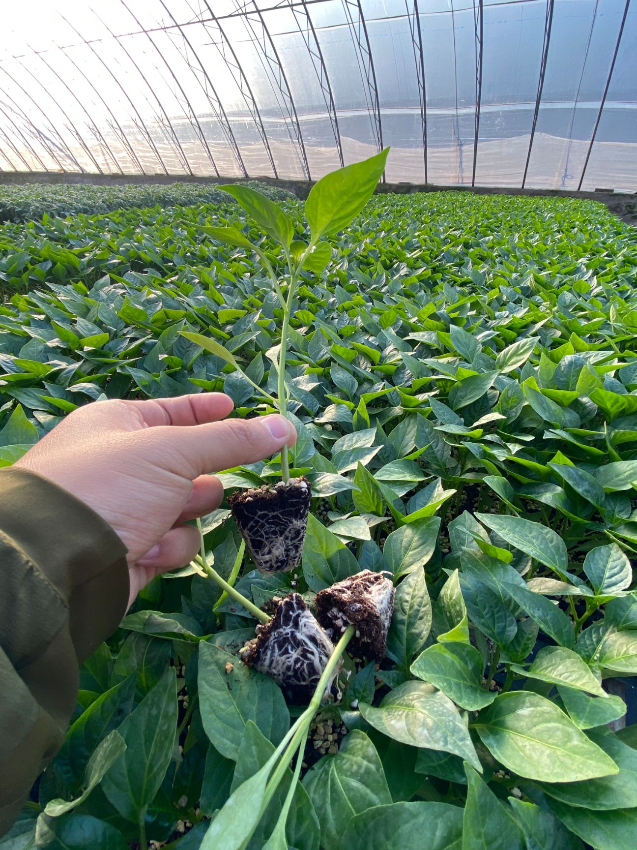 螺丝辣椒苗  螺丝椒苗 陇椒苗 大果高产 抗病强易管理  提