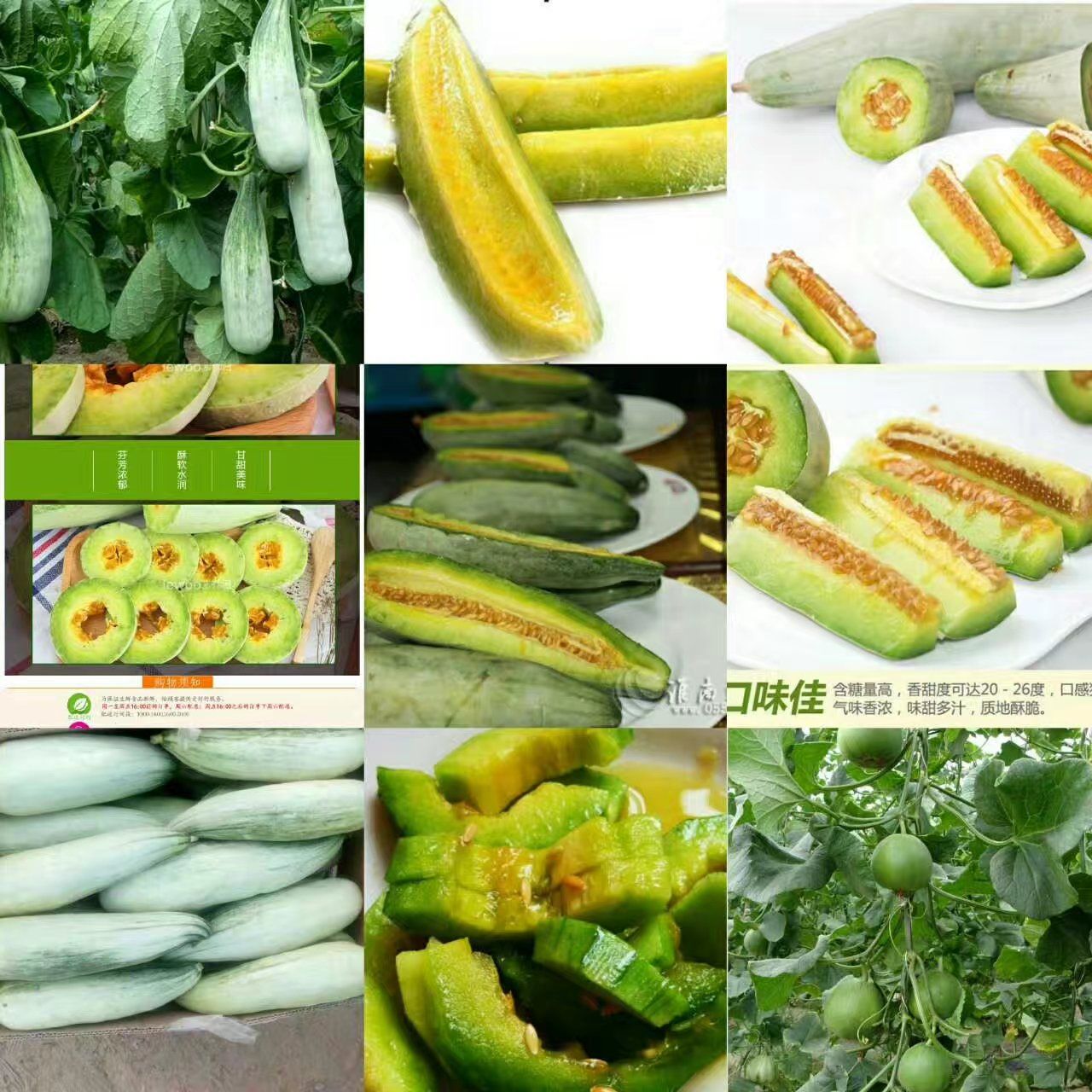 羊角蜜甜瓜  羊角蜜，博洋，绿宝石，不限量供应