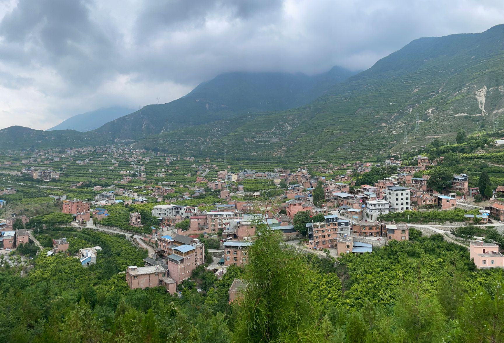 脱骨李 青红脆李，阿坝州茂县货，供应量在50万斤左右诚邀各地老板合作