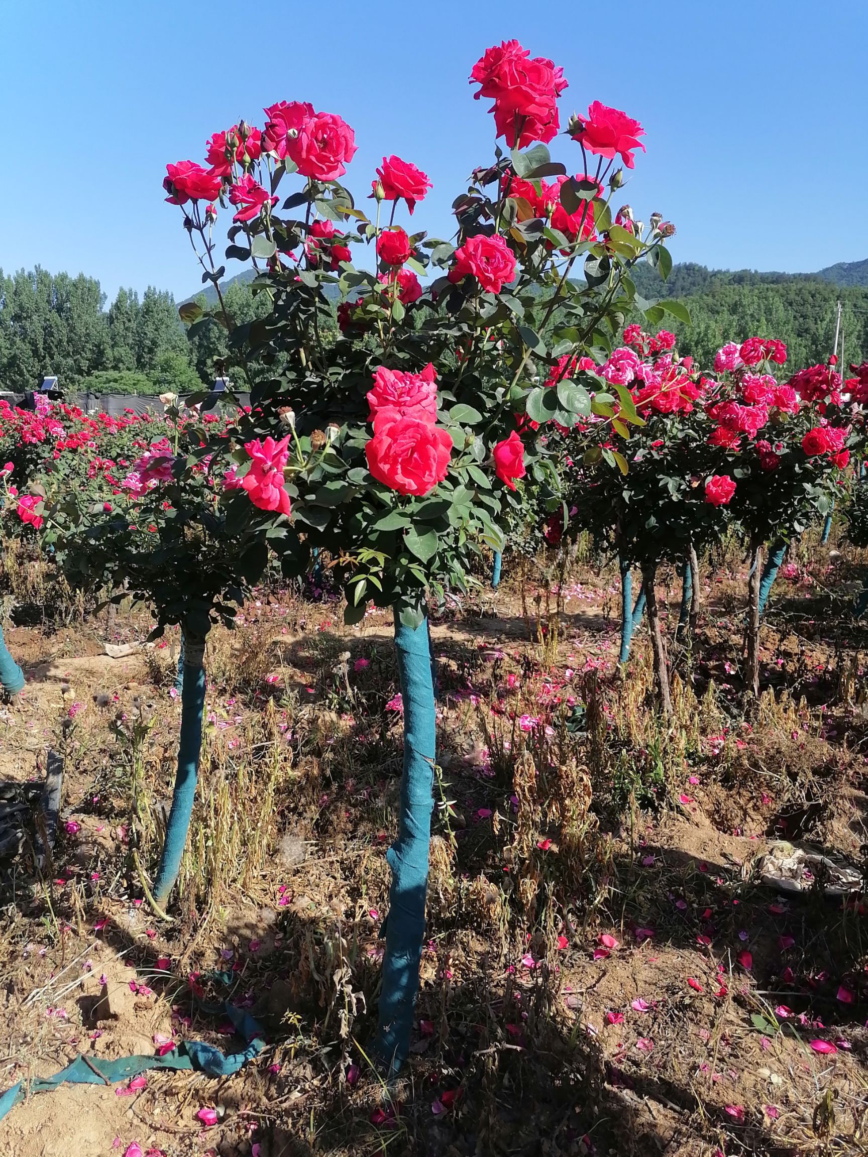 树状月季 树桩月季