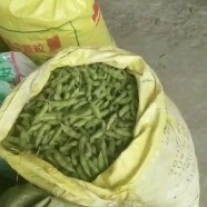 毛豆荚  翠绿宝