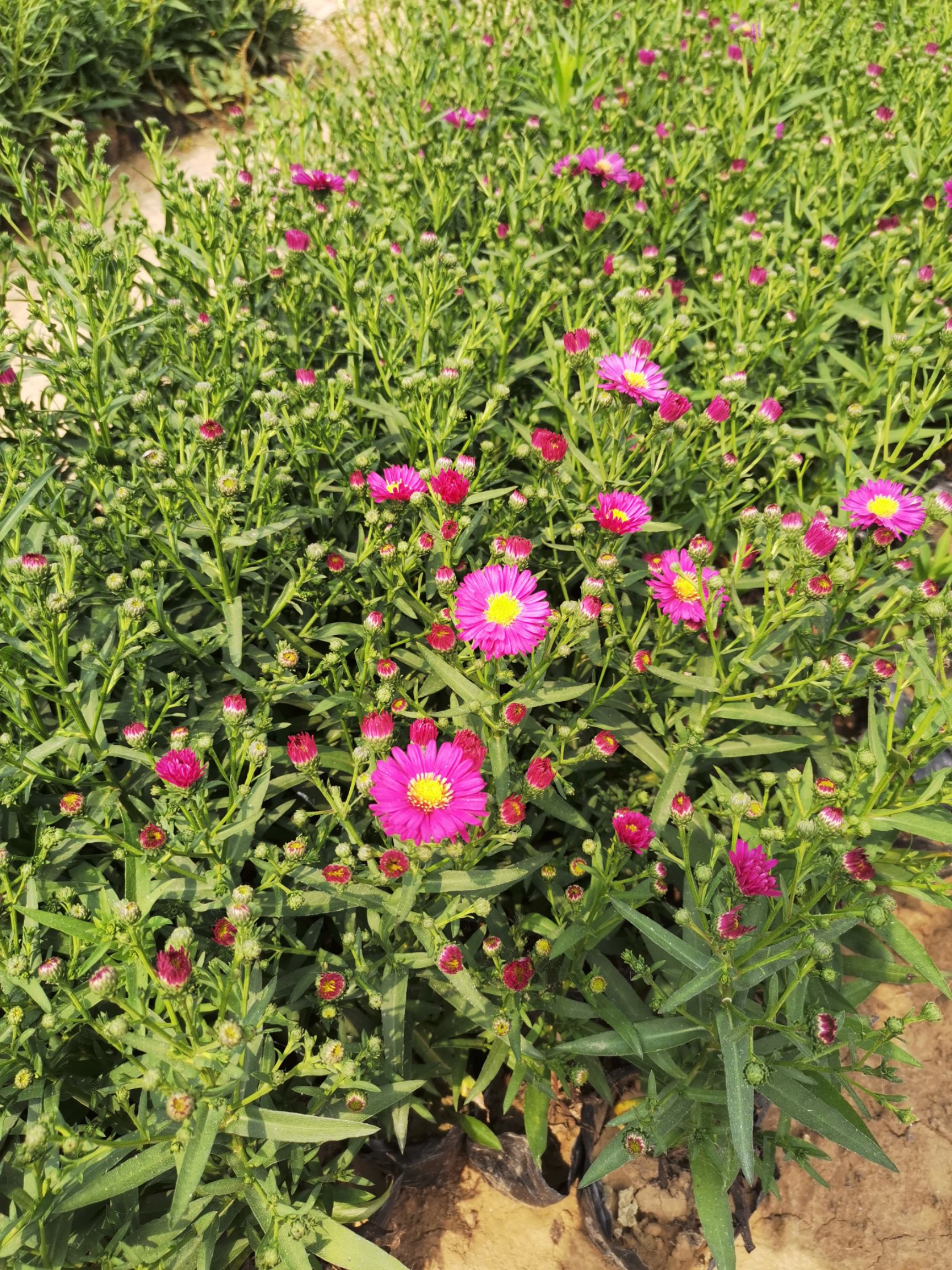  常年大量供应草花 荷兰菊