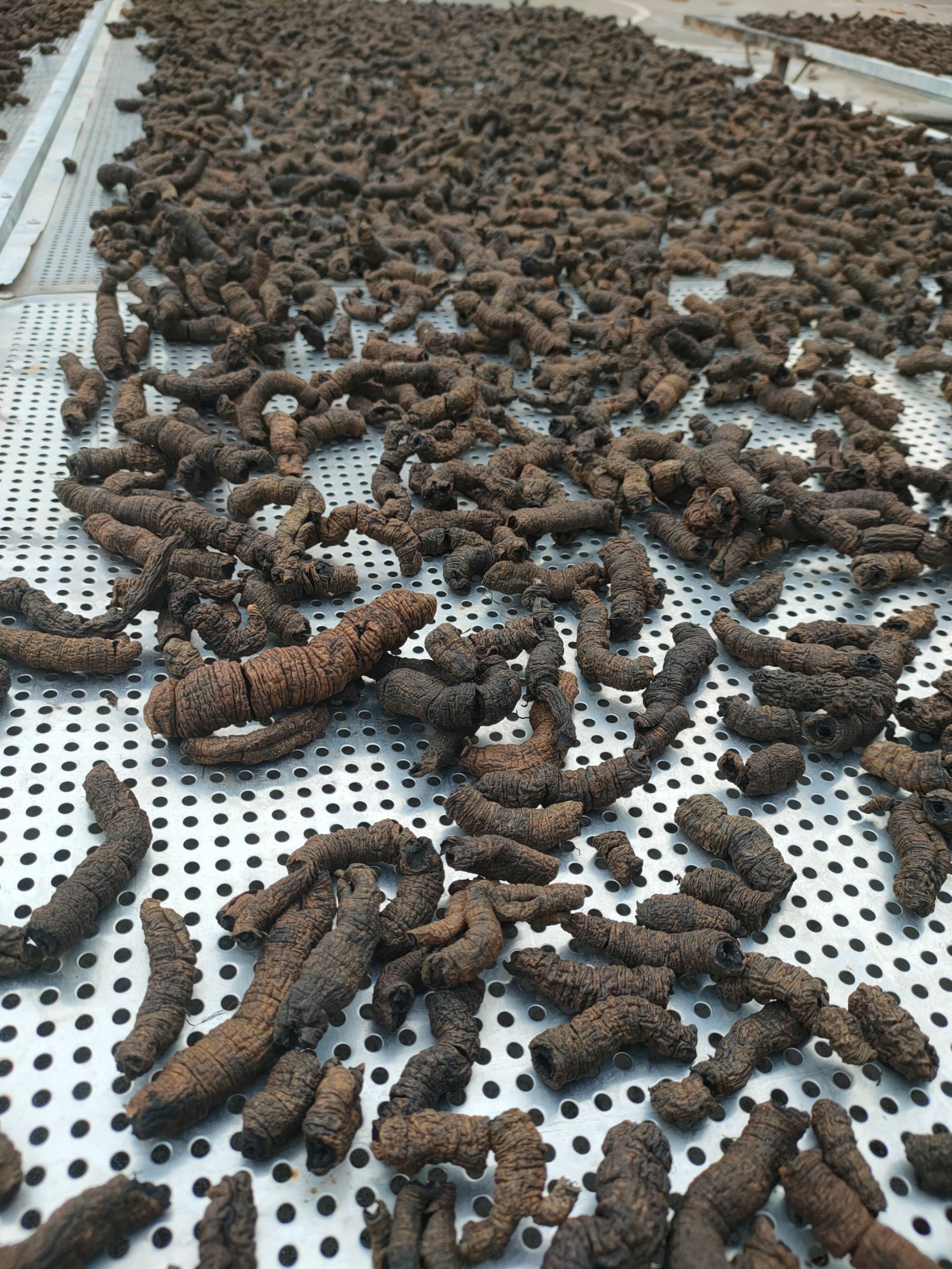 优质巴戟中药材根茎类广东云浮郁南县产地直发