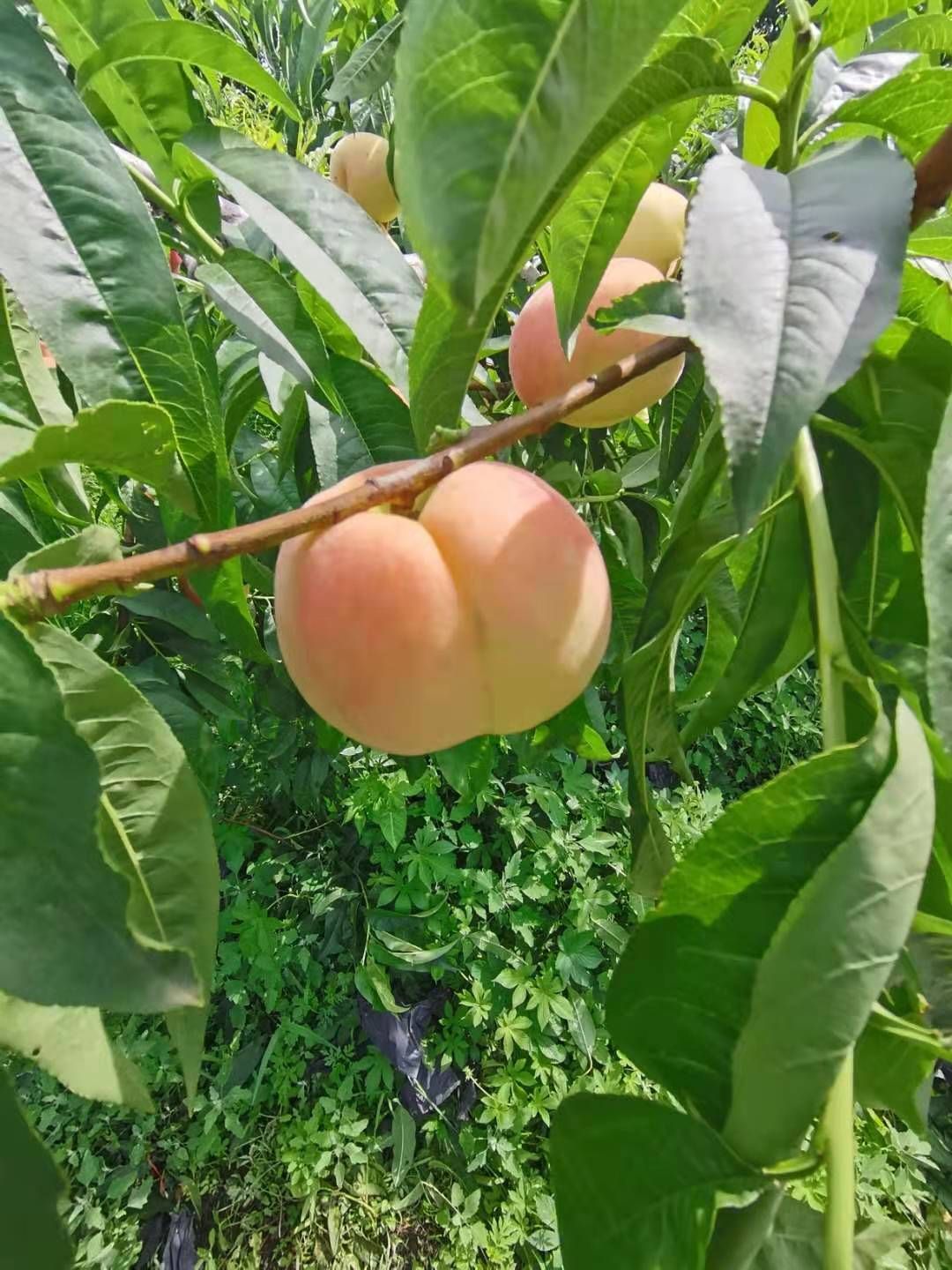 突围桃  鲁红618