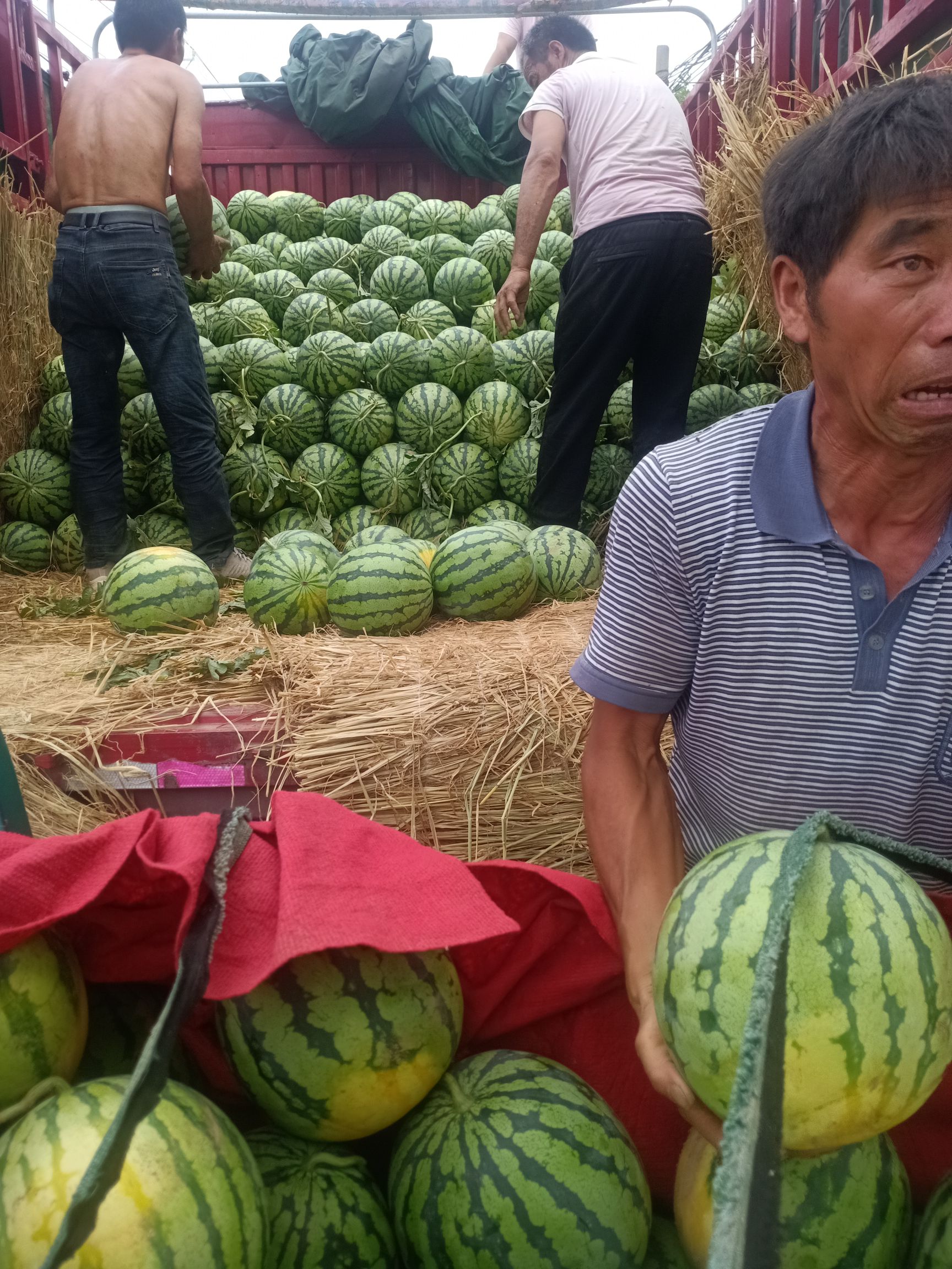 美都西瓜 美嘟西瓜大量上市中,美嘟西瓜色澤好,囗感翠甜