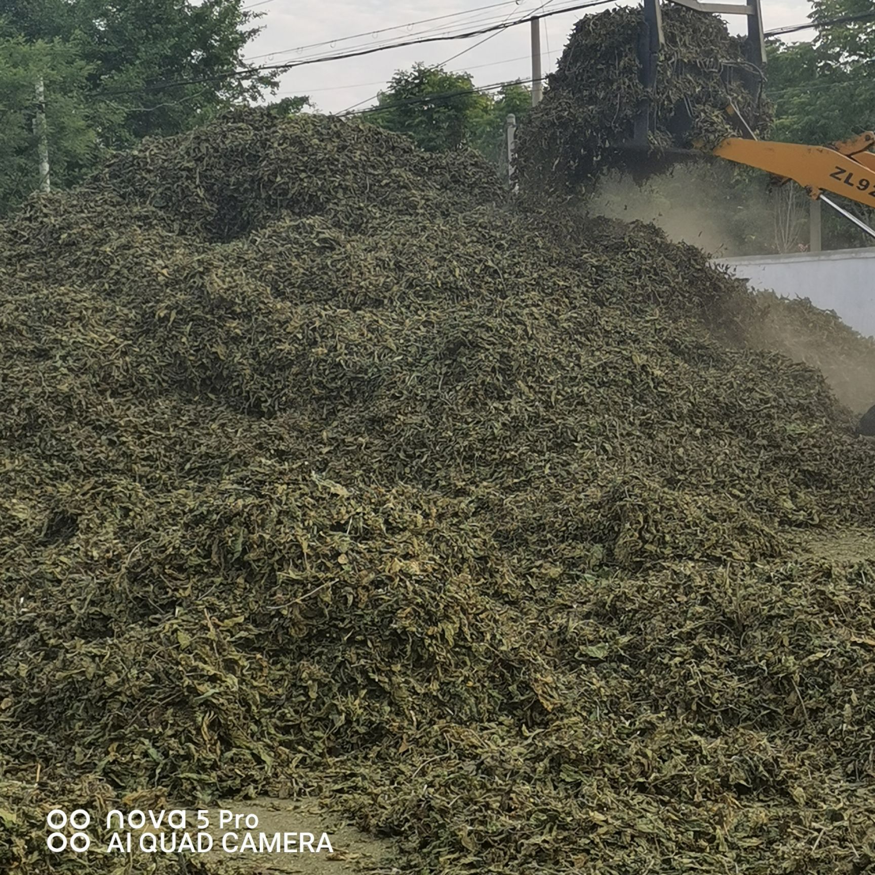 青桑叶优质桑叶