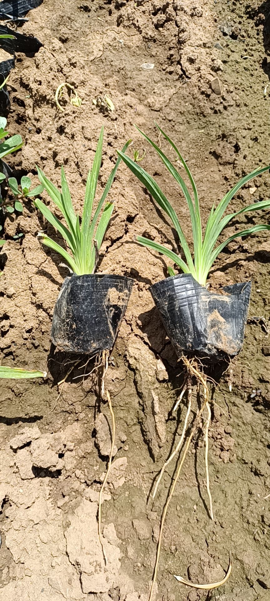 大花萱草  各种高度都有，需要的联系