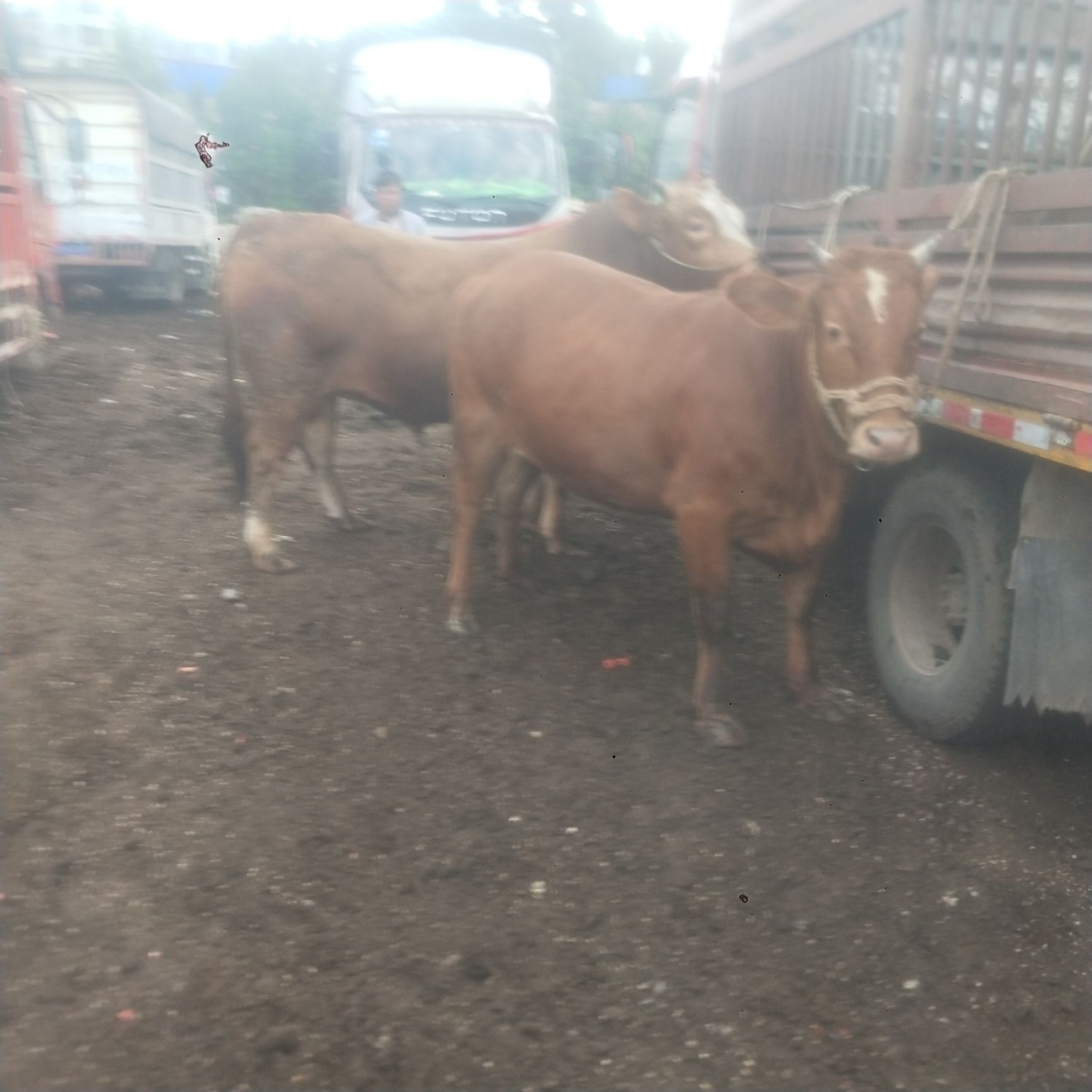  贵州高山散养西门塔尔肉牛黄牛肉牛育肥小公牛小母牛土杂交牛等