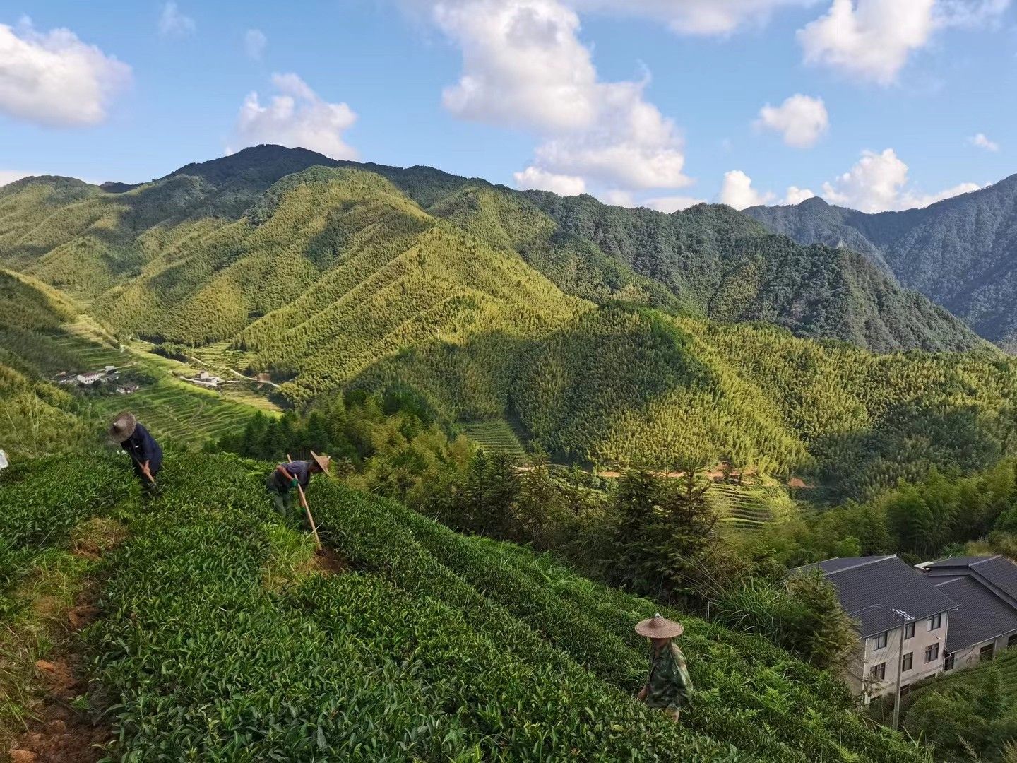 大红袍简易包装250克