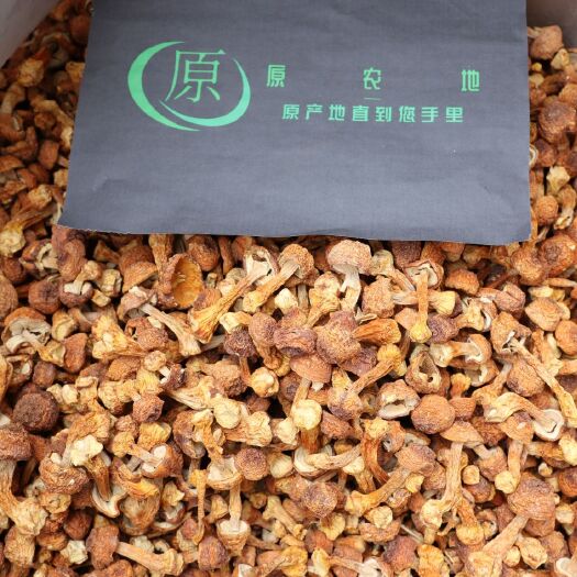 兴义市 姬松茸