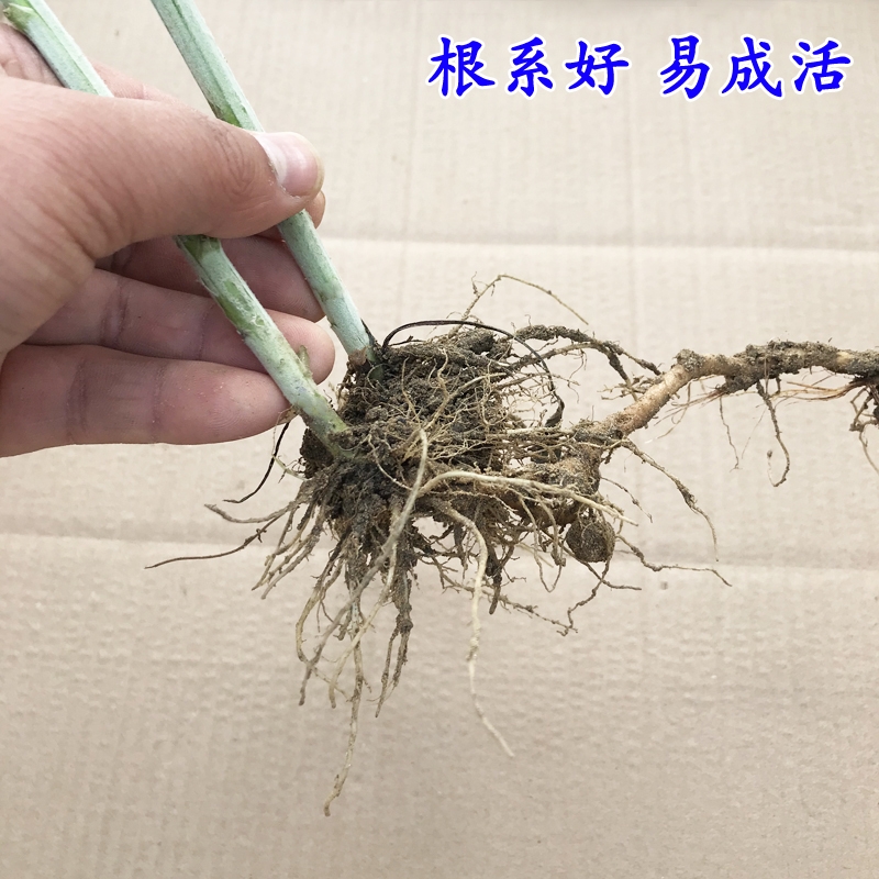 艾草苗  宛艾品种五尖大叶艾苗产量高出绒率高下单包邮包种植全