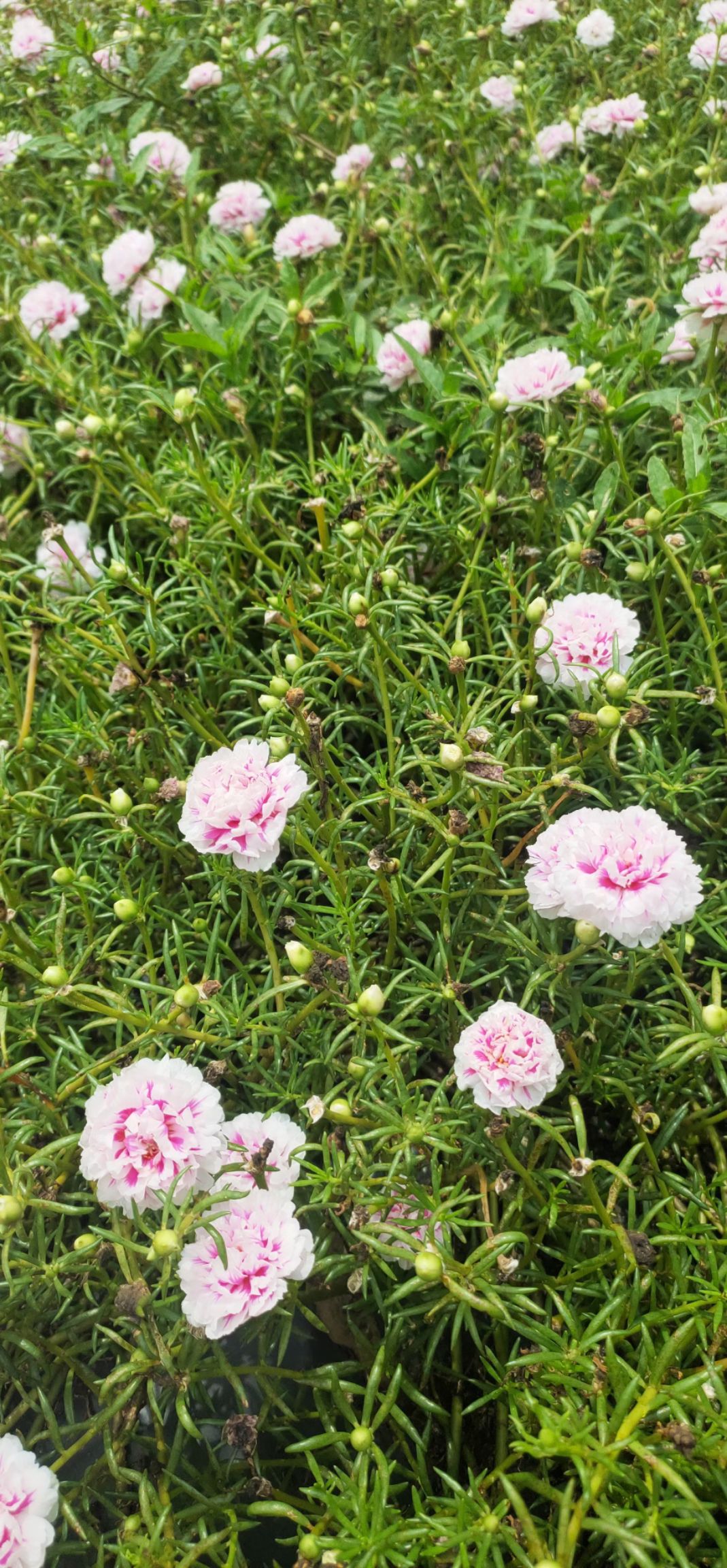 太阳花锦 种植基地直发接批发零售，常年供应，25个混色太阳花