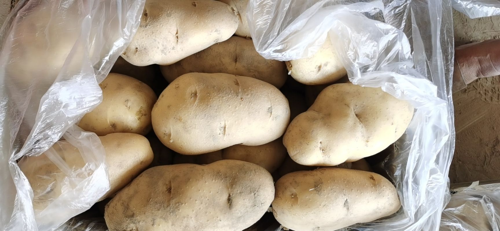 黄心土豆 何兰15：大个头供应每天50吨
