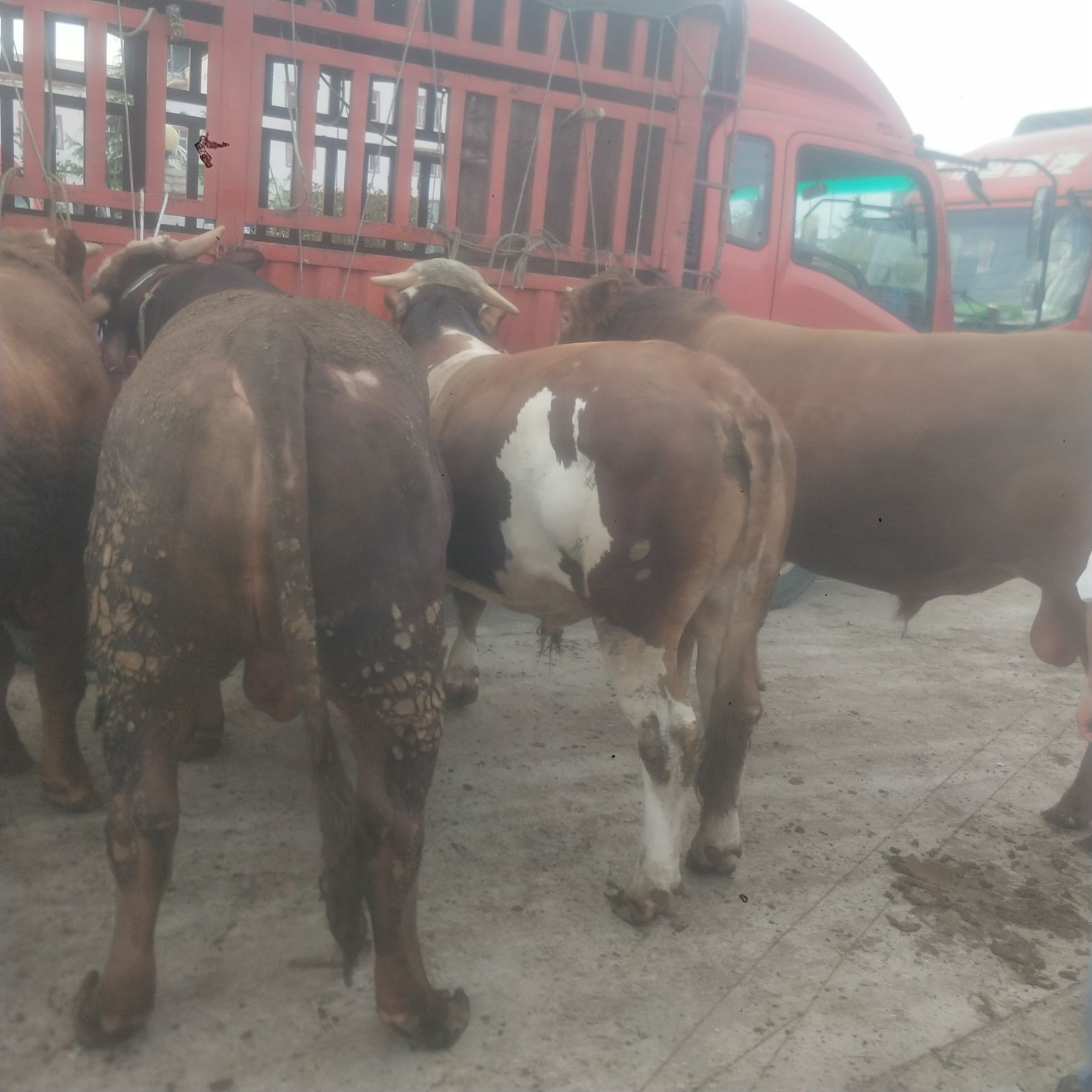  贵州高山散养西门塔尔肉牛黄牛肉牛育肥小公牛小母牛土杂交牛等