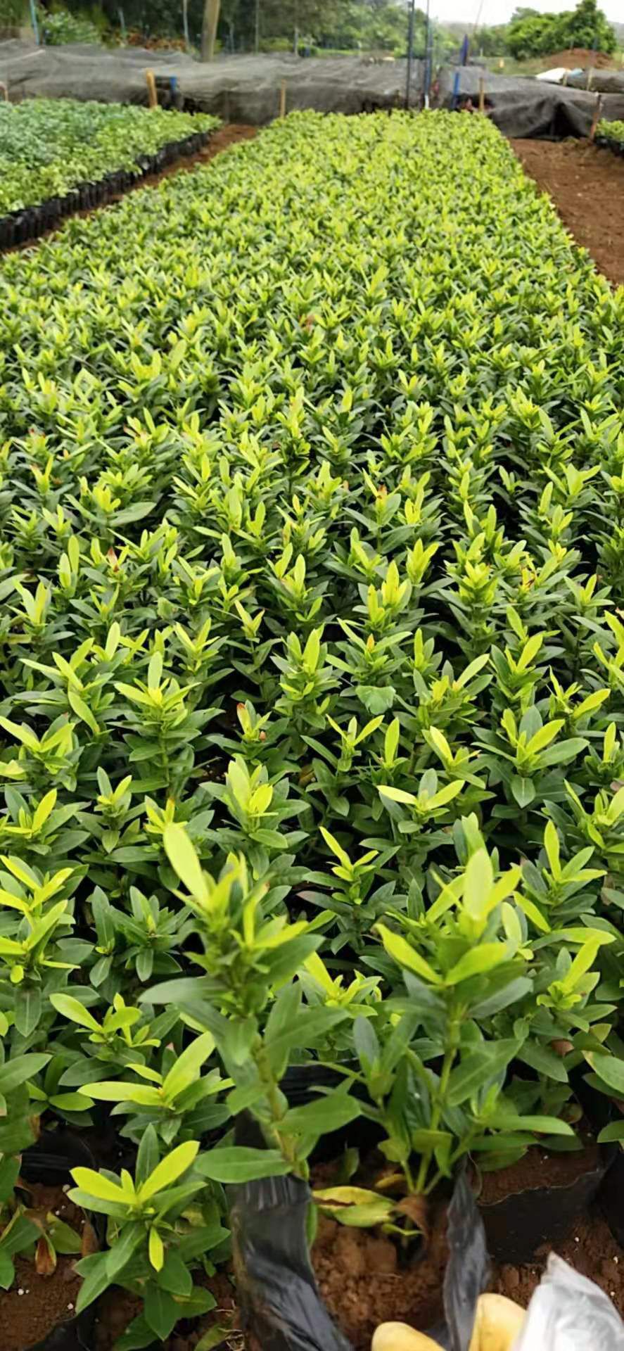 七彩马尾铁盆栽 