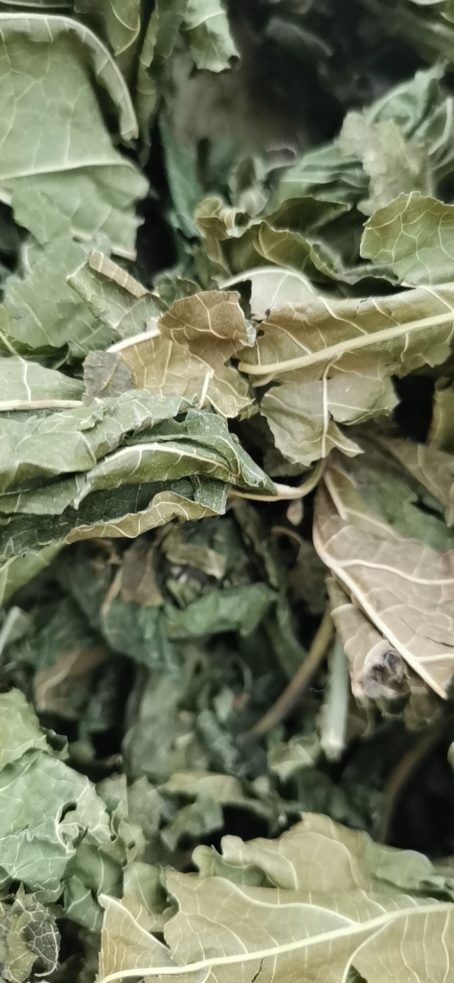 青桑叶优质桑叶