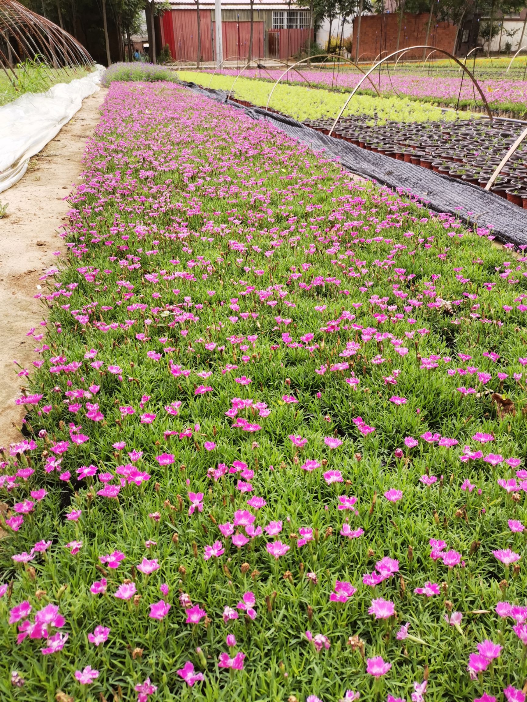 常年大量供应草花 欧石竹