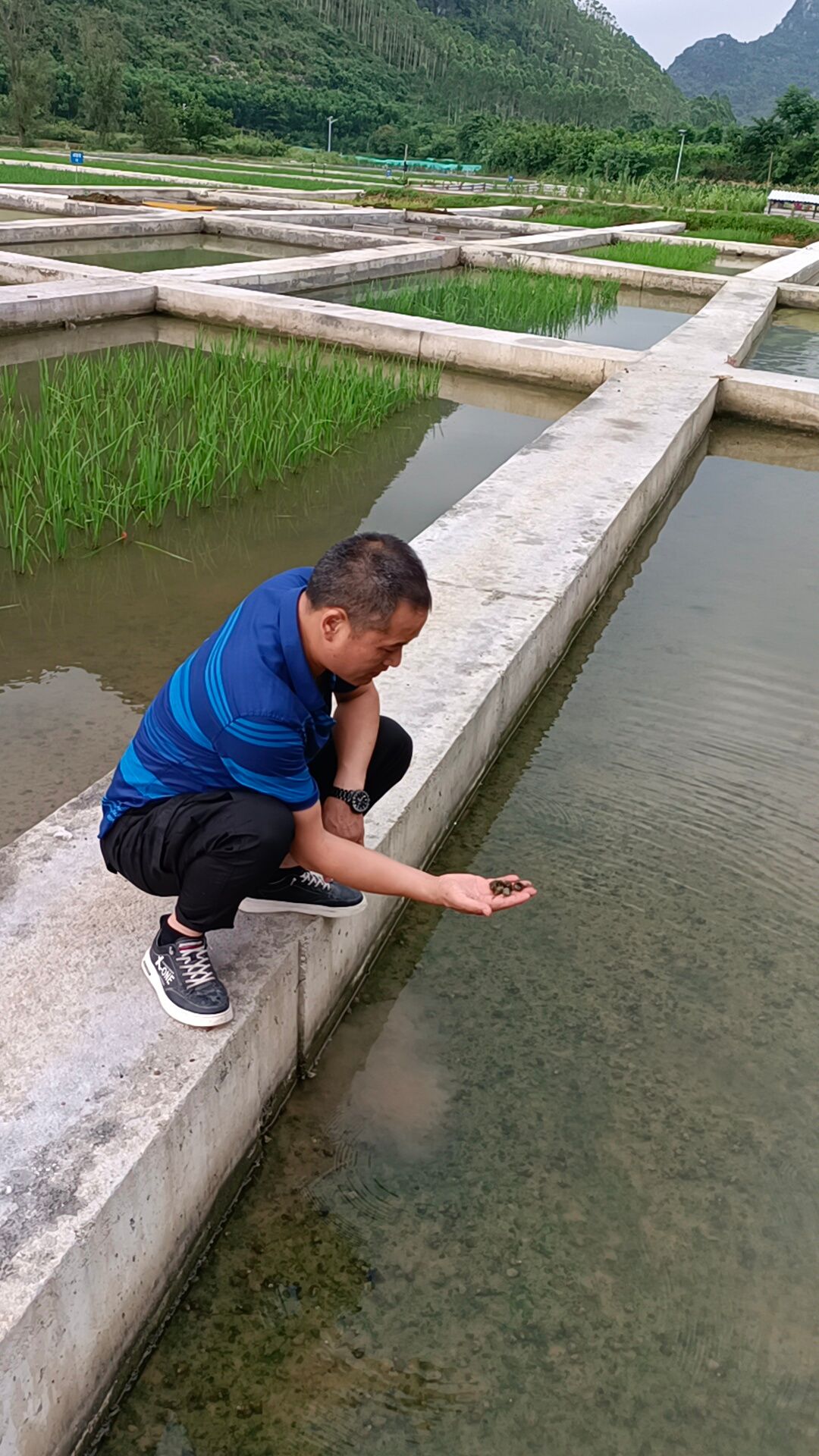 田螺石螺基地 肉肥螺味重