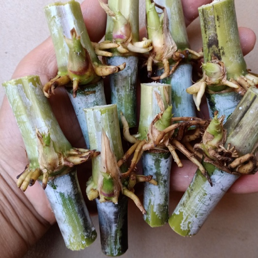 信宜市皇竹草种子  四季皇竹草种节 多年生种节  养殖畜牧  100节起发货