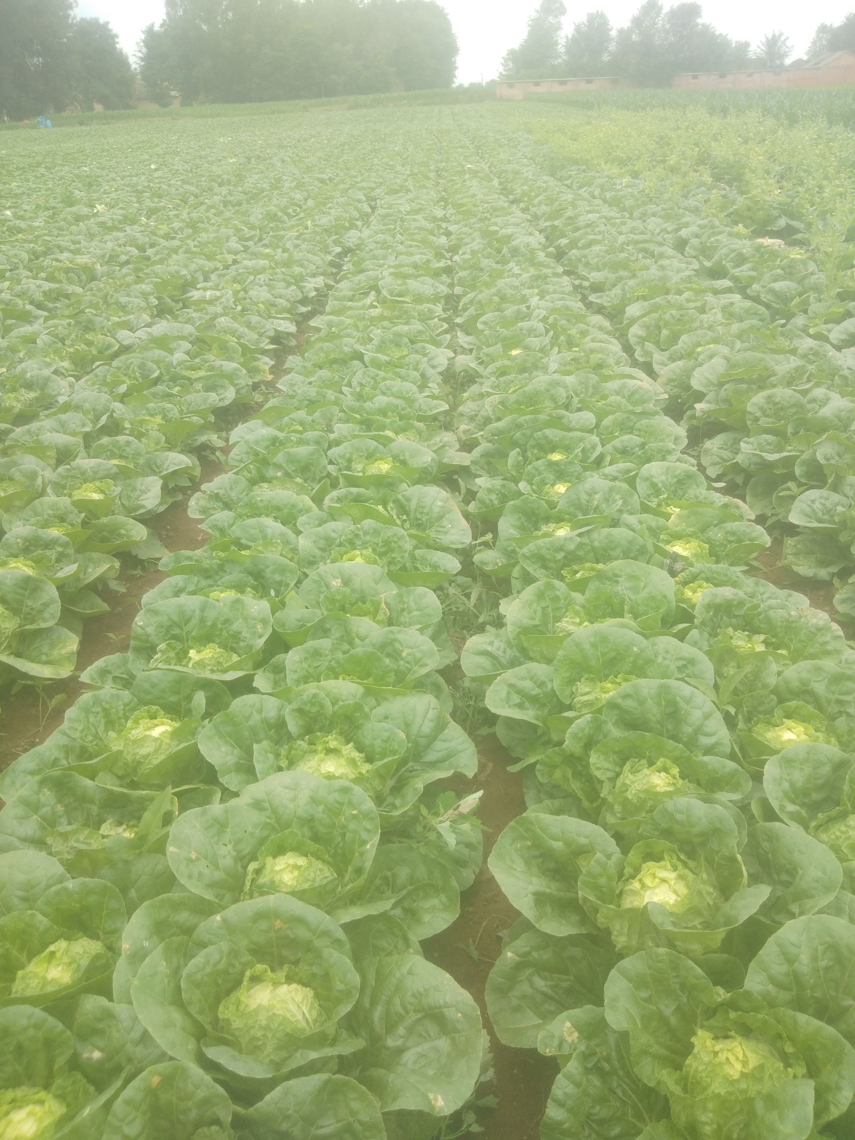 夏阳50小白菜 山西省长治市长子县 