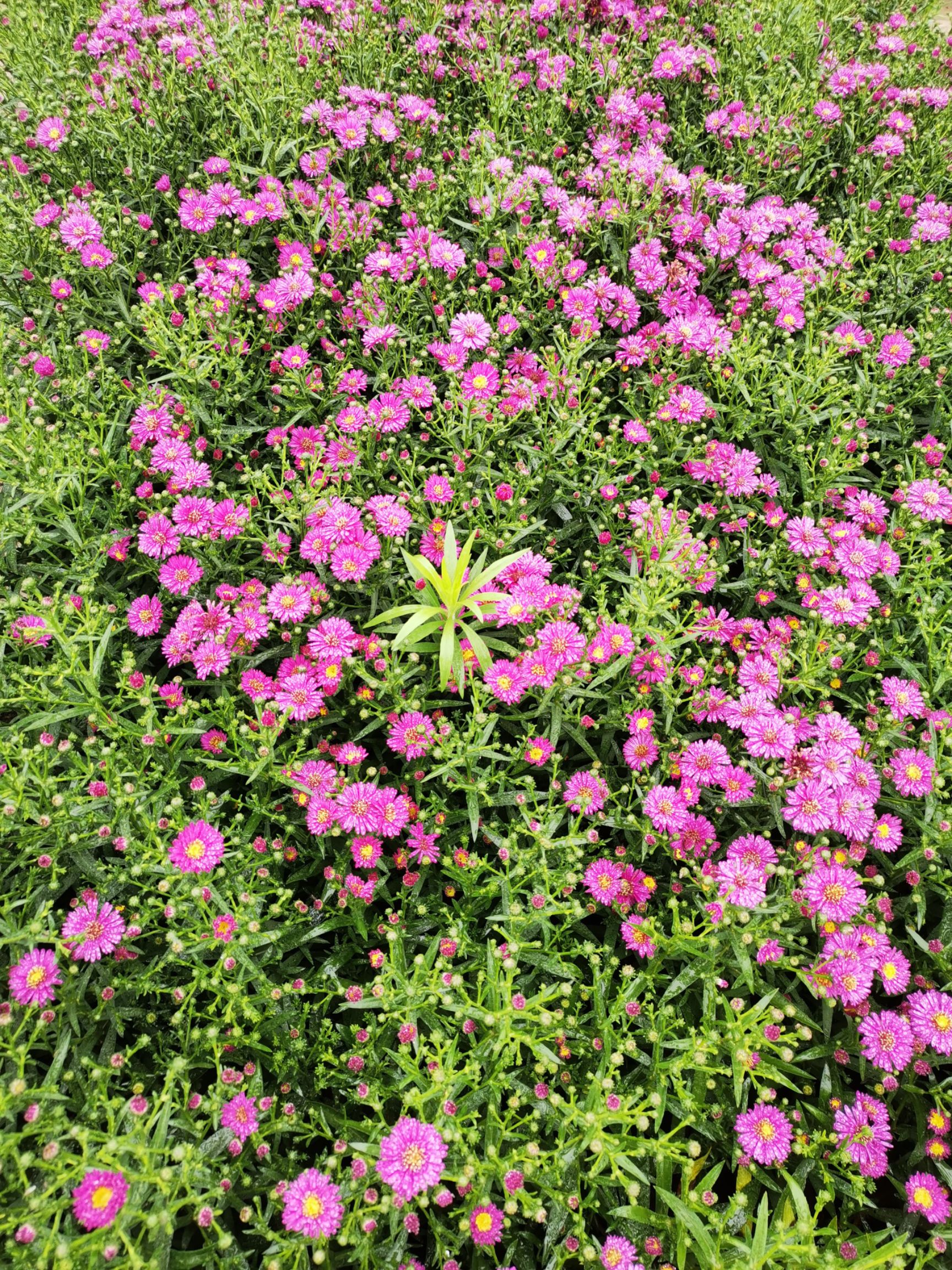  常年大量供应草花 荷兰菊