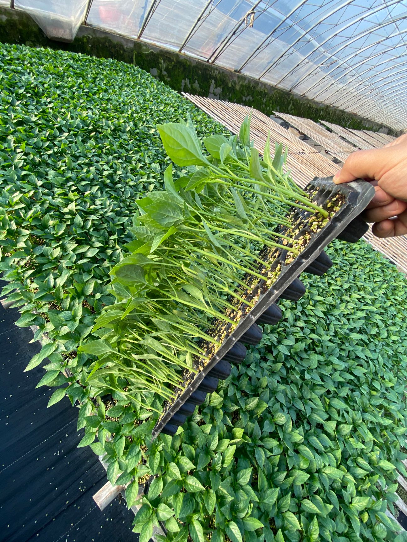 螺丝辣椒苗  螺丝椒苗 陇椒苗 大果高产 抗病强易管理  提