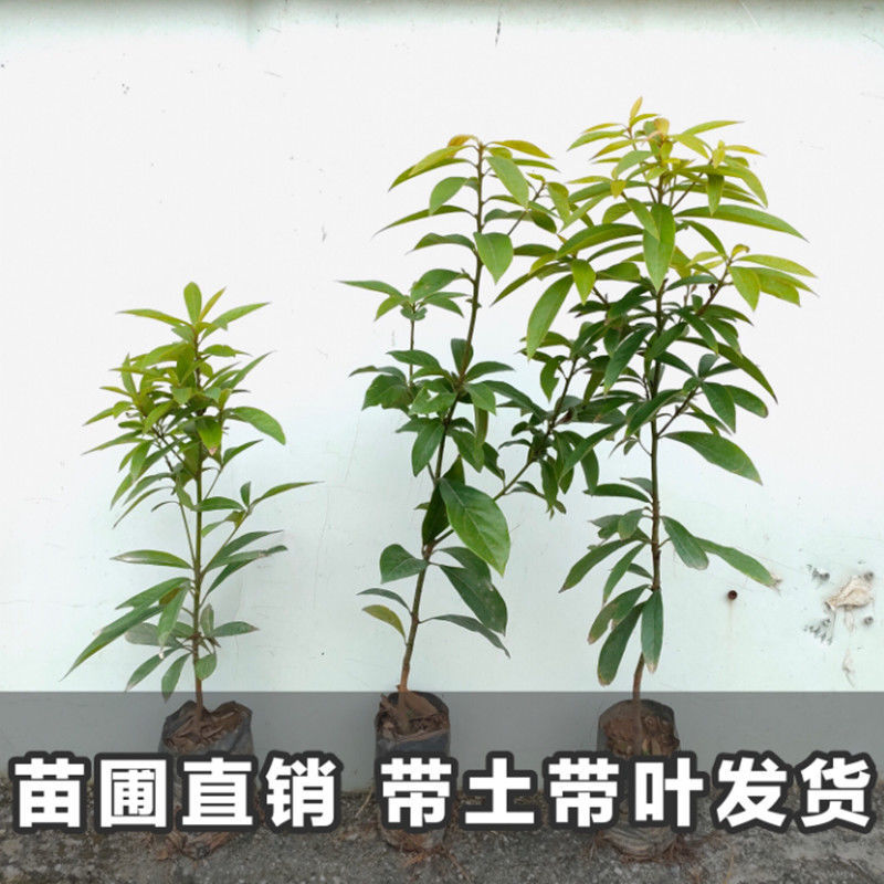 金丝楠苗 金丝楠木