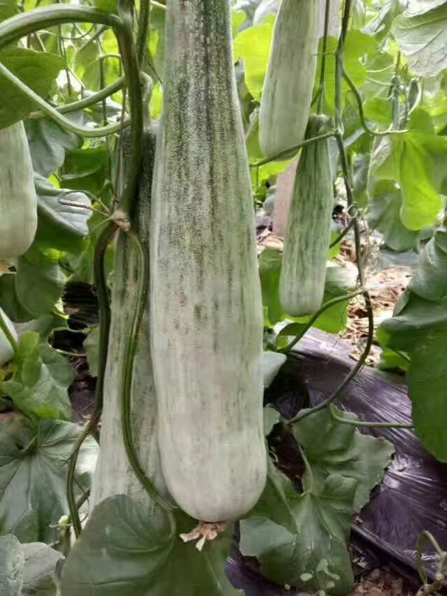 羊角蜜甜瓜  羊角蜜，博洋，绿宝石，不限量供应