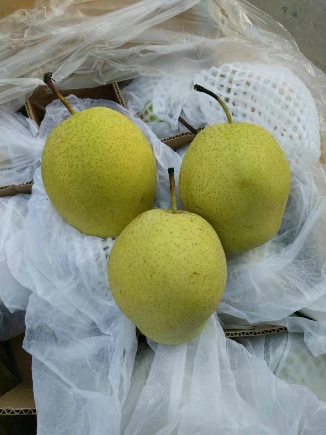 雪梨  赵州雪花梨 脆甜多汁 发货快