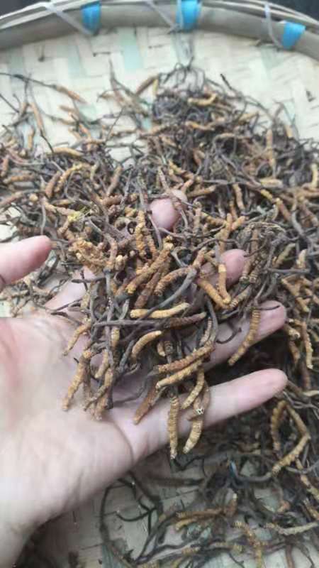甘孜虫草  冬虫四川省甘孜州新龙县孜拖西乡呷戈村虫草，全是老百姓上山采挖