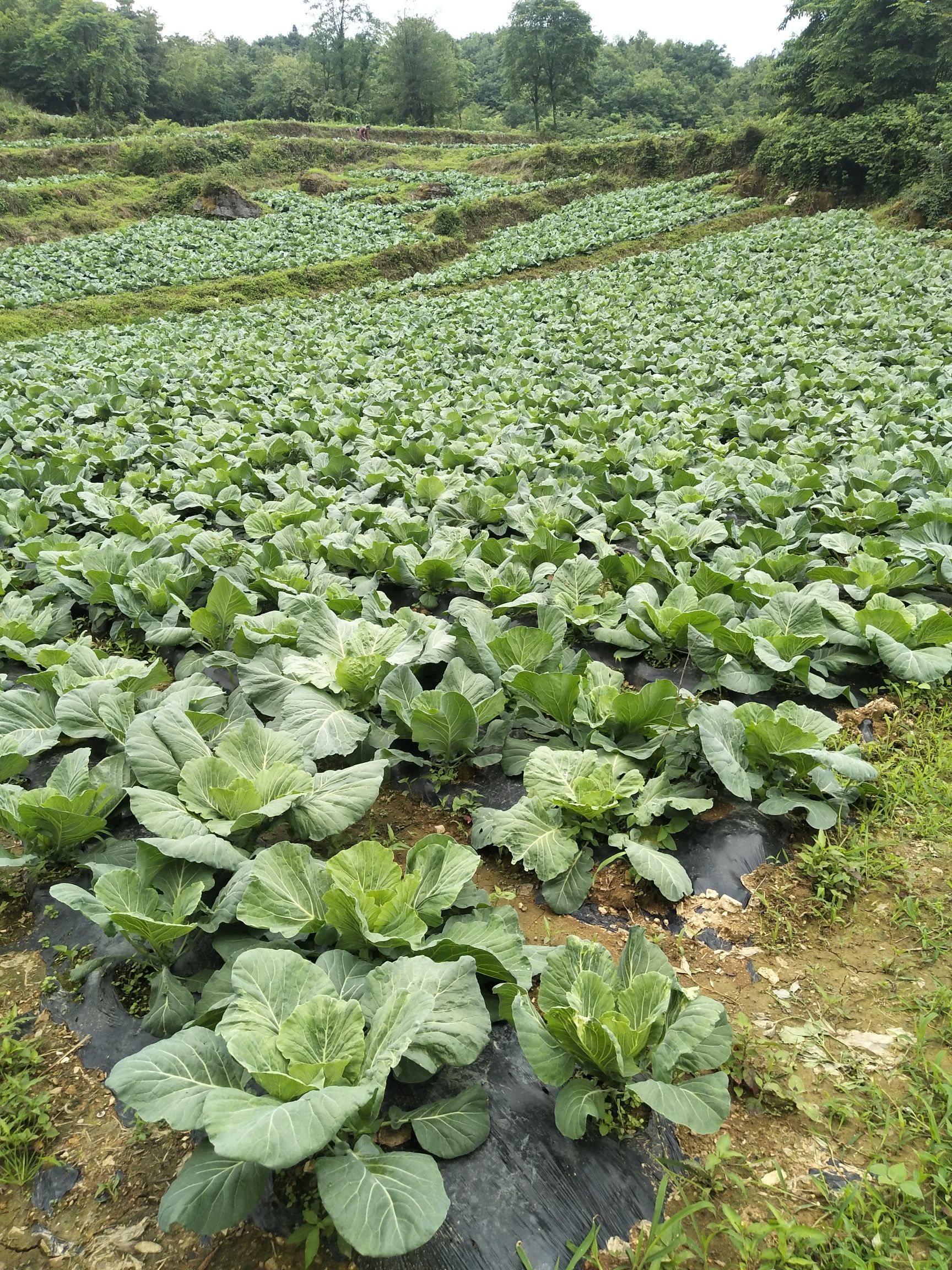 平包菜 甘蓝