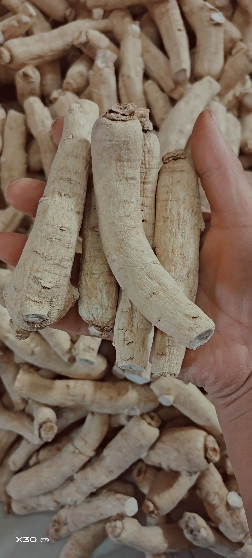 西洋参大货16头/斤 20头/斤 25头/斤 30头/斤