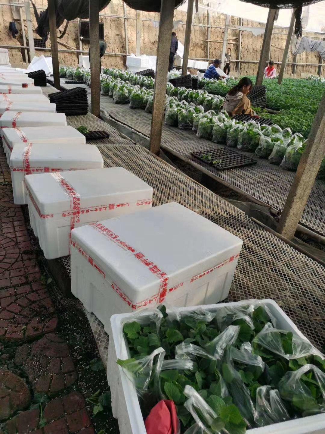 黄瓜种苗  嫁接黄瓜苗 强雌油亮 绿瓤高产 短把密刺 抗病性