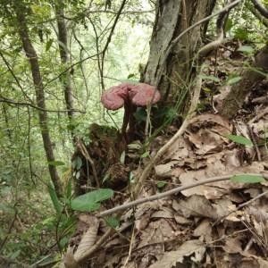 深山灵芝