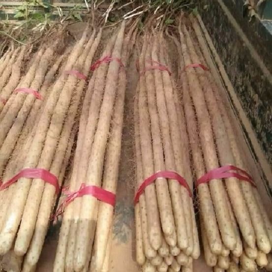 铁棍山药现挖焦作温县垆土山药新鲜蔬菜面软糯香包邮