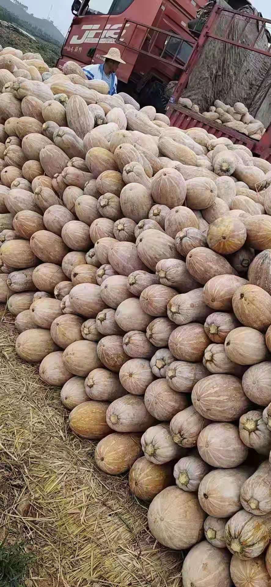 蜜本南瓜  早熟密本南瓜