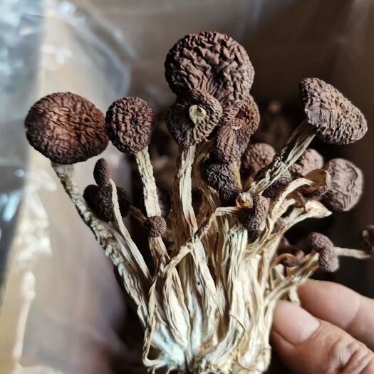 广昌县茶树菇 江西省抚州市广昌县 6~8cm 已开伞 干茶树菇
