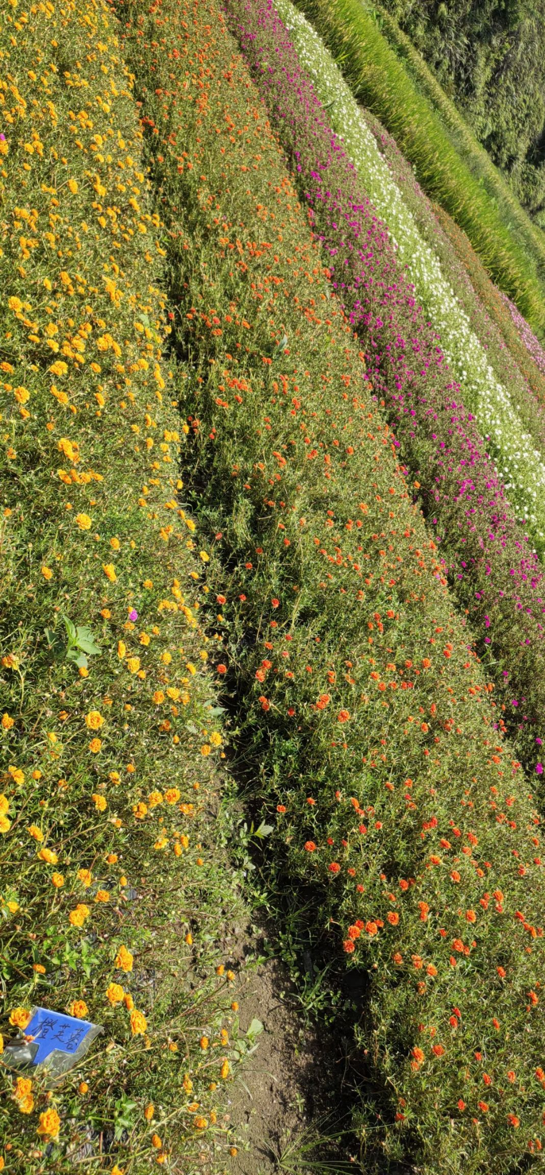 太阳花锦 种植基地直发接批发零售，常年供应，25个混色太阳花